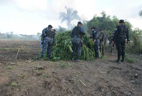 Agentes de PNC arrancan y queman cultivos de marihuana. (Foto Prensa Libre: PNC)