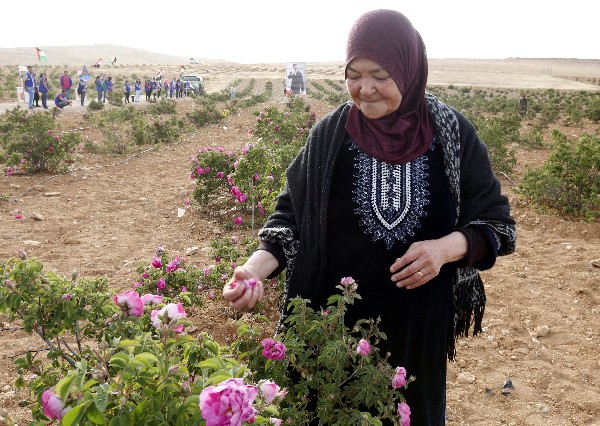 Una mujer recoleta rosas en un campo en Al Mara, Damasco, Siria. (EFE).