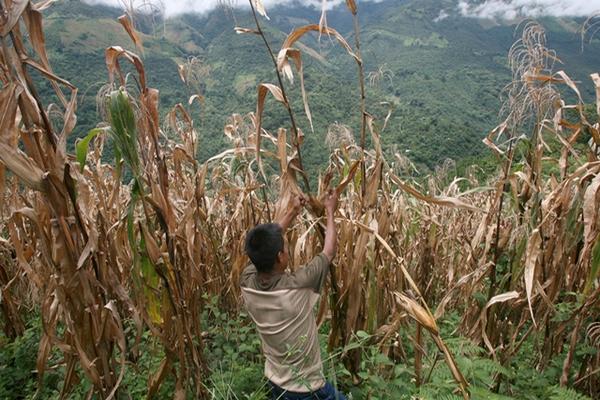 Cosechas de maíz y frijol, así como de café, se vieron impactadas por la sequía prolongada que impactó a varios países de Centroamérica. (Foto Prensa Libre: Archivo).