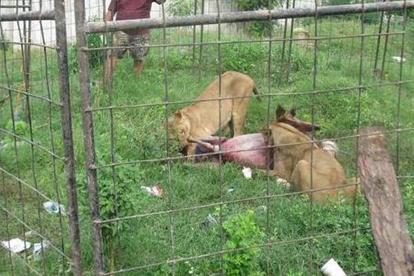 Las leonas devoran yegua que mataron durante el escape. (Foto Prensa Libre: Julio Vargas)<br _mce_bogus="1"/>