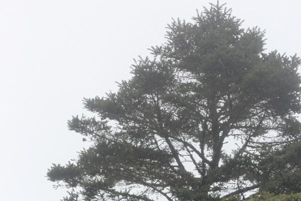 En el cerro Santiago crece la especie Abies guatemalensis. (Foto Prensa Libre: Oswaldo Cardona).