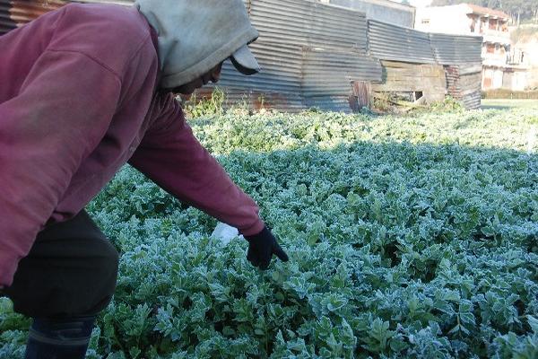 Rogelio tan, de Almolonga, muestra el daño en la plantación  de hierbabuena, a causa del frío.