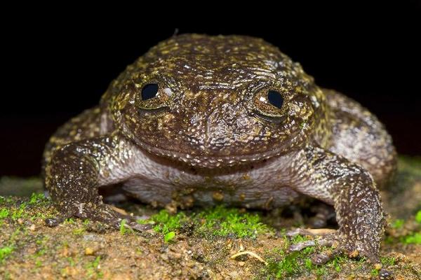 Descubren 12 nuevas especies de ranas en India. (Foto Prensa Libre: AP)