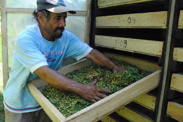 Hojas de moringa y guanaba se secan   para procesarlas y venderlas  como harina o en cápsulas.