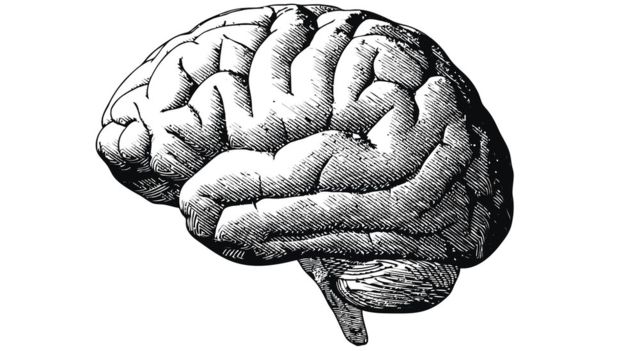 El almidón de las plantas fue fundamental para el desarrollo del cerebro. GETTY IMAGES