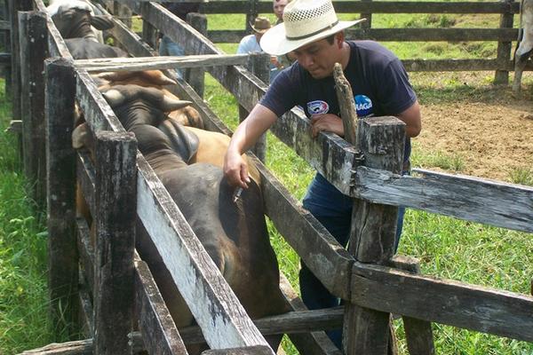 Empleado del MAGA vacuna a una res en Lívingston, Izabal. (Foto Prensa Libre: Edwin Perdomo).