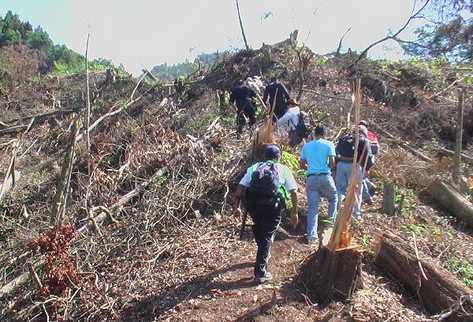 Autoridades caminan por la  cuenca del Lago de Atitlán, donde  se cortan en forma  ilícita árboles de especies preciosas.