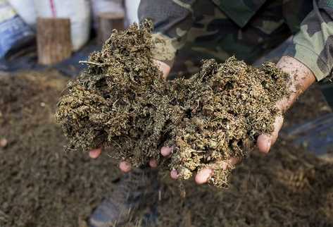 Senado boricua despenaliza la posesión de marihuana para uso propio. (Foto Prensa Libre: Archivo)