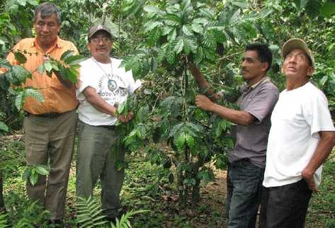 excombatientes  muestran los cultivos de café orgánico, cuya producción es enviada a Europa.