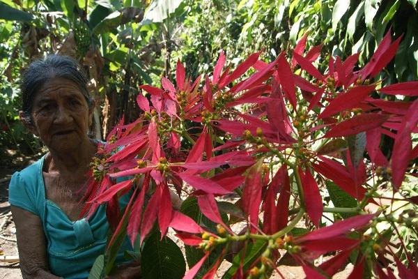 Josefa Quiché tiene 25 años de cultivar y vender flores de Pascua silvestre  en el mercado de Retalhuleu.