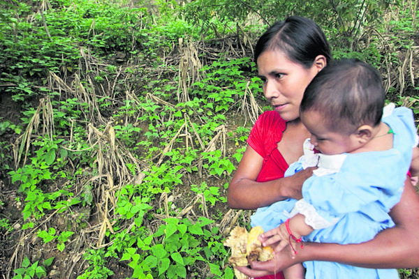 En la  aldea Pitahaya se perdió la milpa, y el frijol sembrado recientemente es atacado por plagas.