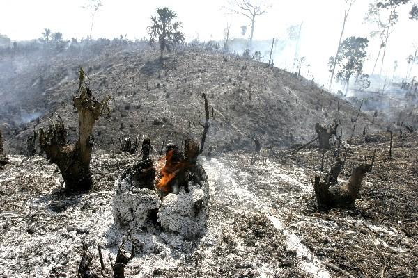 la Deforestación amenaza la Reserva.