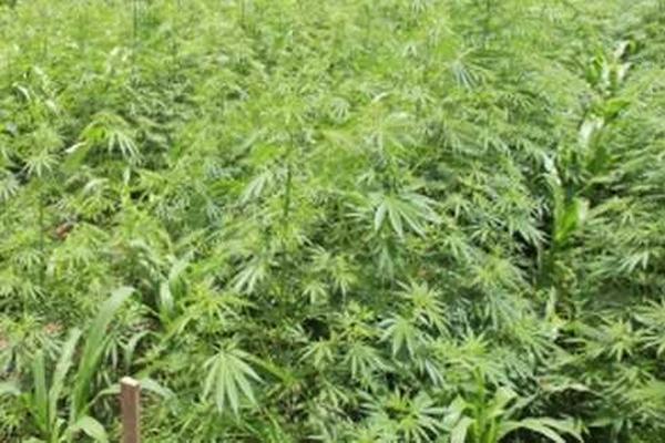 En 2012 se erradicaron 1.25 millones de matas de marihuana. (Foto Prensa Libre: Archivo)