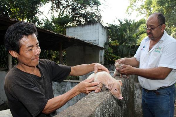 Las autoridades del Ministerio de Agricultura realizan vacunación de cerdos en los municipios de Retalhuelu, debido a que hay un caso confirmado de un cardo muerto por la fiebre porcina. (Foto Prensa Libre: Rolando Miranda)<br _mce_bogus="1"/>