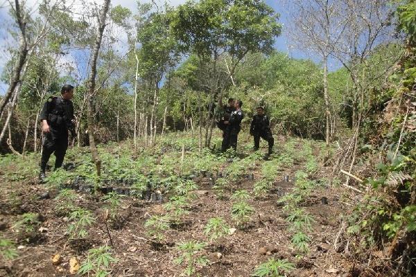 policías revisan la plantación de droga.