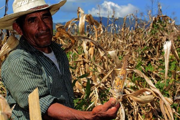 La canícula, según el Maga, reducirá la cosecha de granos este año. (Foto Prensa Libre: Hemeroteca PL)