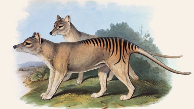 El tigre de Tasmania fue el marsupial carnívoro más grande del mundo. JOHN GOULD