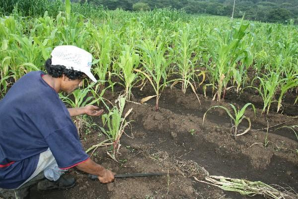 La agricultura  generó inversión.