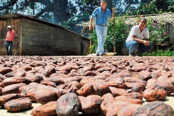 Agricultor de El Asintal, Retalhuleu, seca semilla de cacao en el  patio de su vivienda.