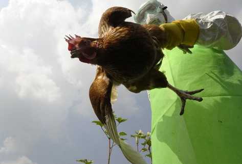 Un oficial de la prefectura nepalesa inspecciona aves sospechosas de portar el virus de la gripe aviar el 15 de octubre. (Foto Prensa Libre: AFP)