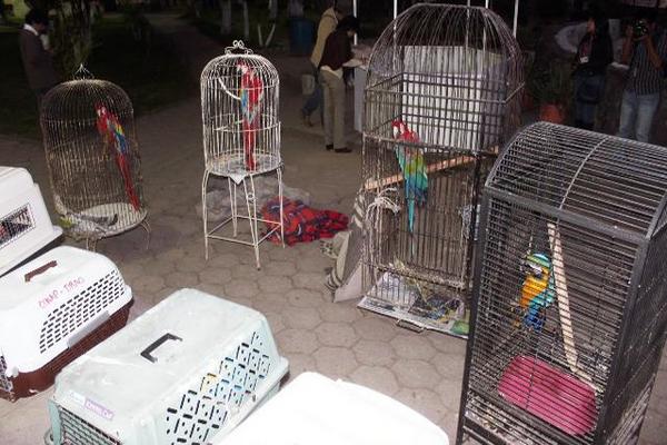 En un operativo en la zona 9 de Xela, se localizaron aves en peligro de extinción y piezas arqueológicas. (Foto Prensa Libre: Carlos Ventura)<br _mce_bogus="1"/>