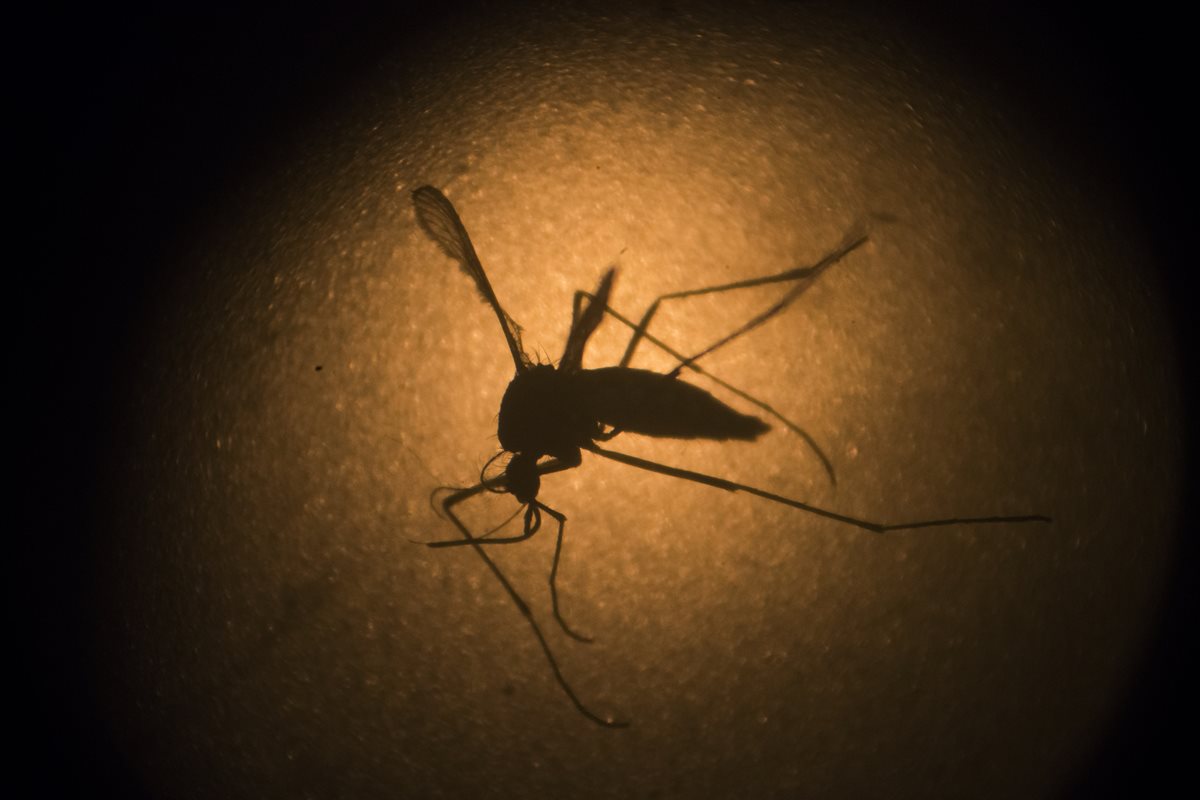 El zika se transmite a través del mosquito Aedes Aegypti, que también puede contagiar otras enfermedades como el dengue.(Foto Prensa Libre: AP).