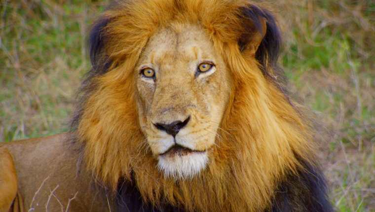 Mueren envenenados ocho populares leones en Kenia