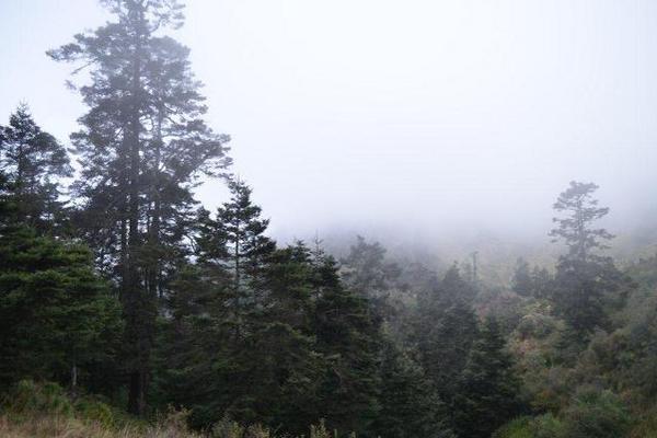 Vista panorámica  del bosque municipal Los Cuervos, en  Ixchiguán,  San Marcos, donde hay plantaciones naturales de pinabete. (Foto Prensa Libre: Cortesía Inab)