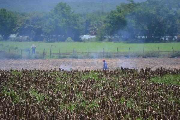 Agricultores  de la aldea Río Chiquito,   Usumatlán, Zacapa,   entre cultivos  dañados.