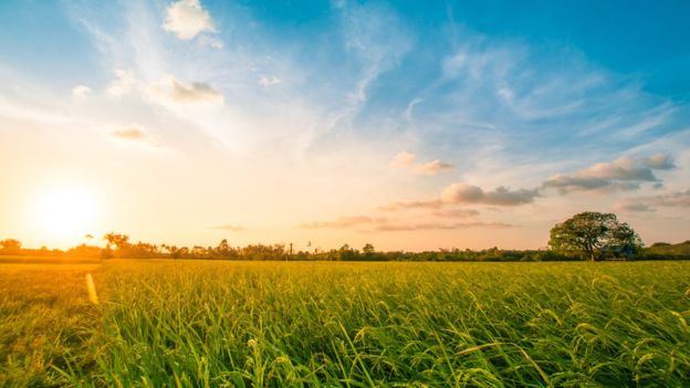 El arroz, el maíz y el trigo, importantes alimentos en nuestra dieta, son un tipo de hierba. GETTY IMAGES