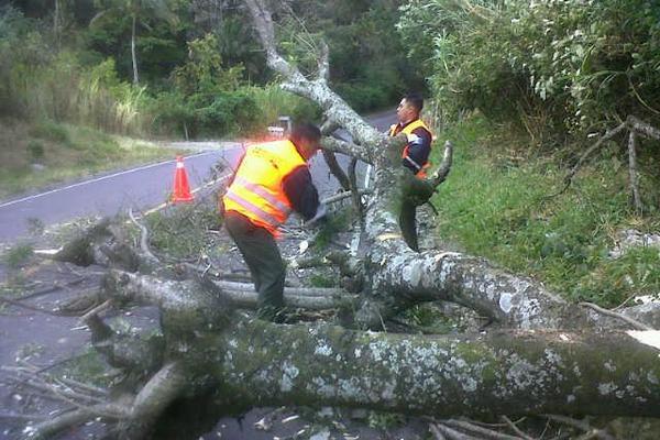 Elementos de Provial trabajan para remover el árbol que cayó en la carretera a San Vicente Pacaya, Escuintla. (FOTO PRENSA LIBRE: Provial)<br _mce_bogus="1"/>