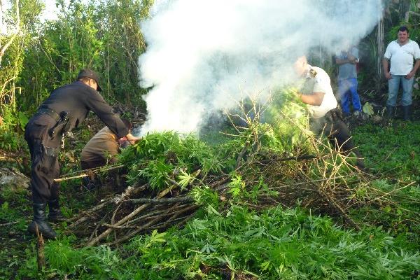 Agentes policiales  queman marihuana.