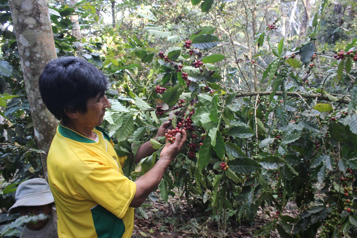 Cafetaleros bolivianos encuentran técnica para vender café