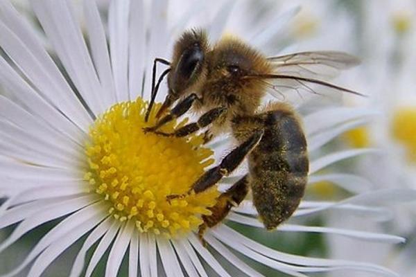 Danza de abejas imita conexiones neuronales al tomar decisiones