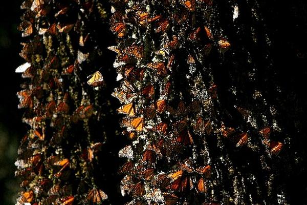 Las condiciones climáticas extremas en Norteamérica contribuye a la baja, según expertos. (Foto Prensa Libre:AP)