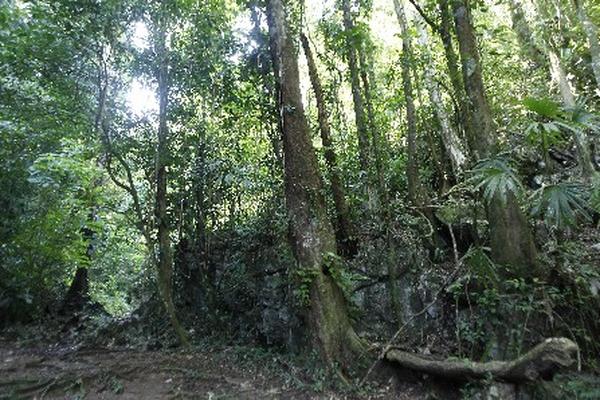 El área tiene una gran diversidad biológica, identificado en el Bosque Alto Tropical (Foto Prensa Libre: Álvaro Interiano)<br _mce_bogus="1"/>