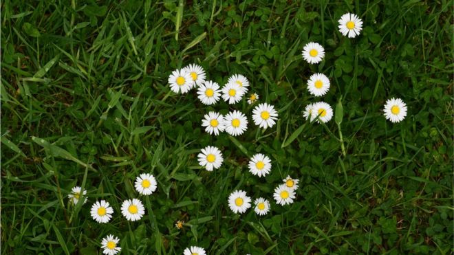 ¿Sabes cuan importante es la grama? GETTY IMAGES