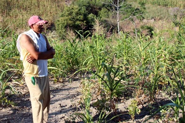 Muchas plantas de maíz no se desarrollaron por  falta de lluvia en El Progreso, donde muchos perdieron toda su cosecha.