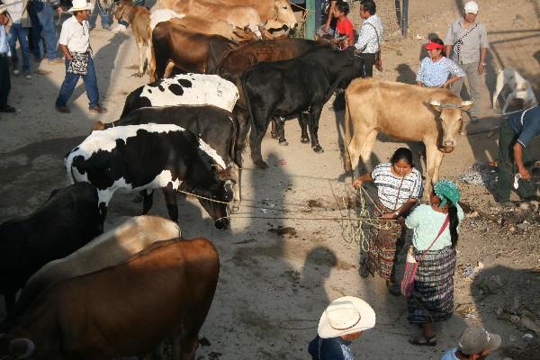 Autoridades de Salud han realizado jornadas de vacunación contra la  rabia,  en Baja Verapaz.