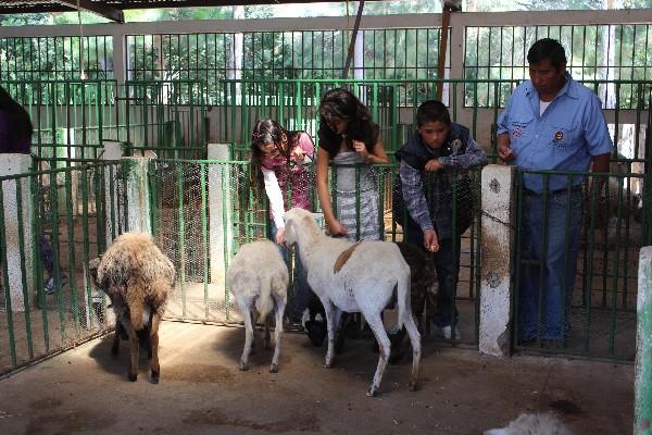 Los animales de la granja están entrenados para interactuar con los humanos.