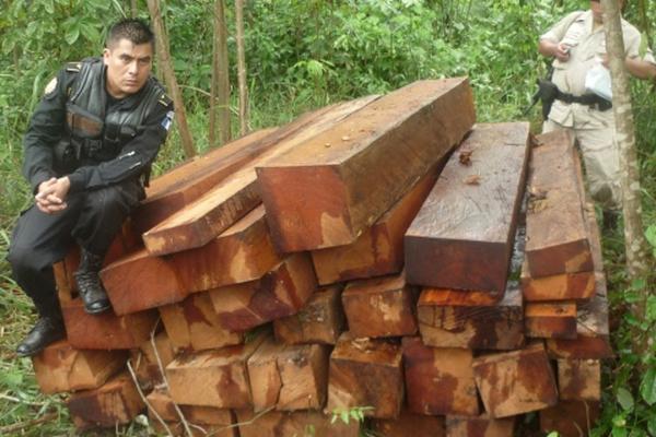 La madera decomisada es caoba y cedro. (Foto Prensa Libre: Rigoberto Escobar)<br _mce_bogus="1"/>