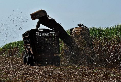 El sector edulcorante busca  modernizarse con nuevas tecnologías, una gestión eficiente, ahorro de costes y más inversiones, sin descartar capitales extranjeros, para recuperar parte de su nivel de producción en los próximos años. (Foto Prensa Libre: AFP)