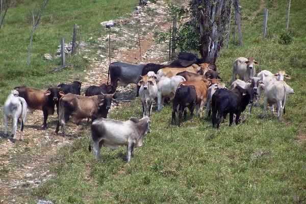 El Área de Lívingston, Izabal,  donde han  muerto varias   reses,   será puesta en cuarentena para evitar más contagios de rabia.