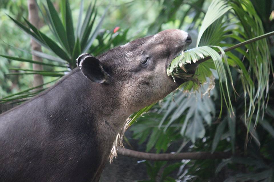 Celebre el Día Mundial del Tapir y únase a la protección de esta