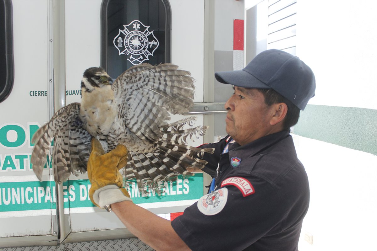 Gavilán es rescatado por Bomberos Municipales Departamentales, en El Tejar. (Foto Prensa Libre: Víctor Chamalé)