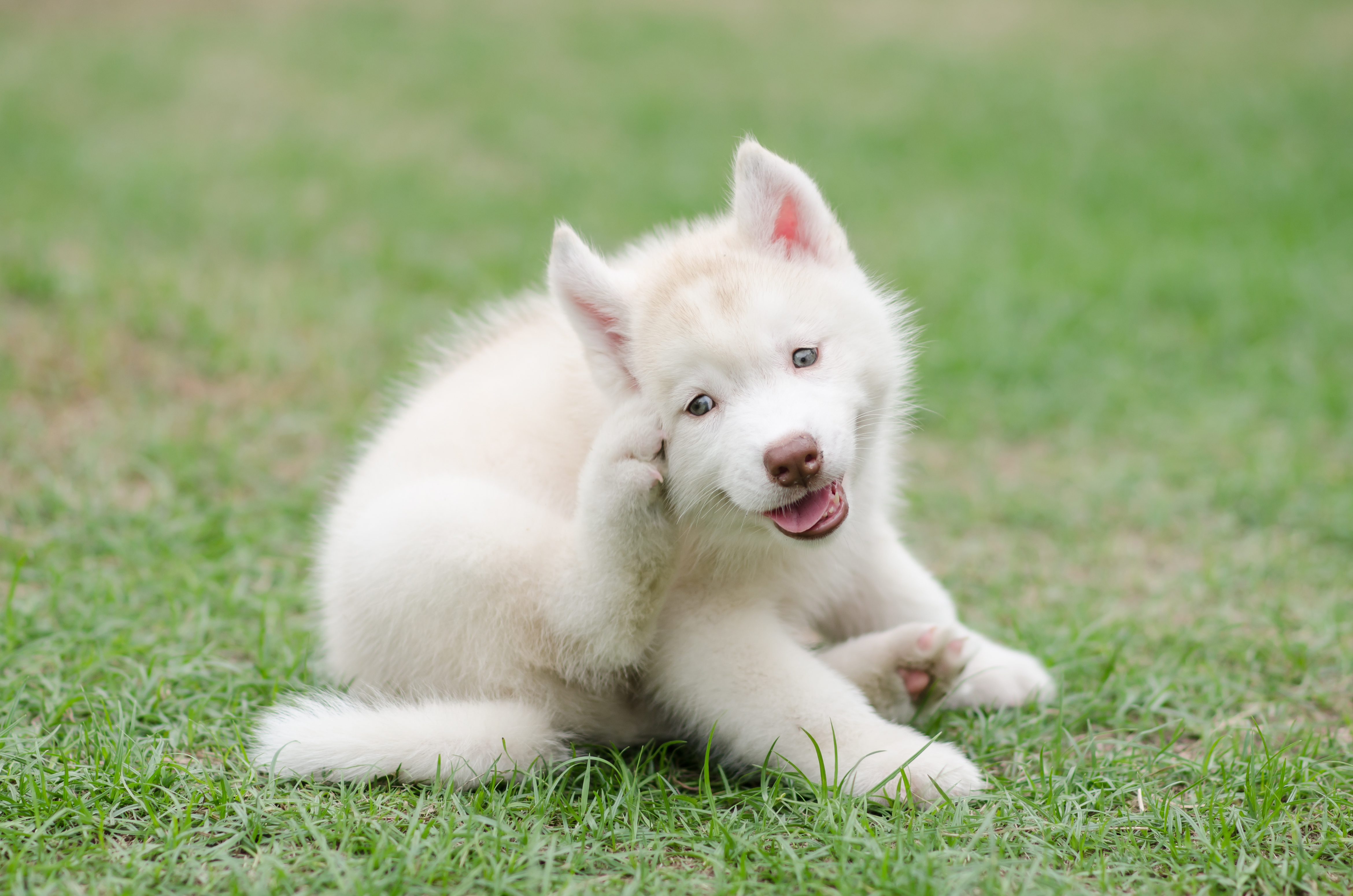 Cute siberian. Хаски гипоаллергенные собаки. Собака чешется. Itchy Dog. The Dog itches.