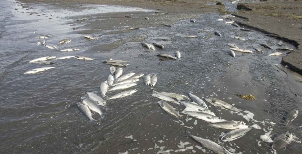 Fotos Peces Tortugas Y Otras Especies Marinas Mueren Por Derrame De ácido Sulfúrico En El 9022