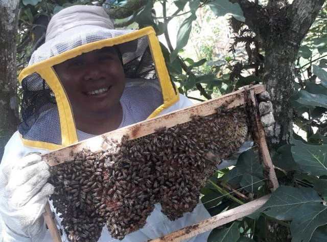 Los Panales de Abejas: Maravillas Naturales de la Colmena