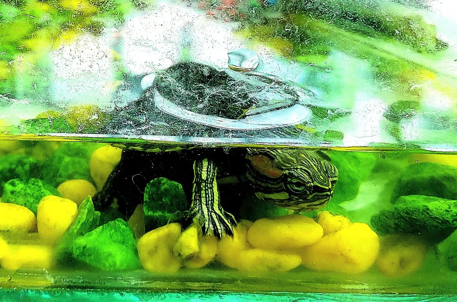 Cómo cuidar las tortugas de agua? - Endanea Garden