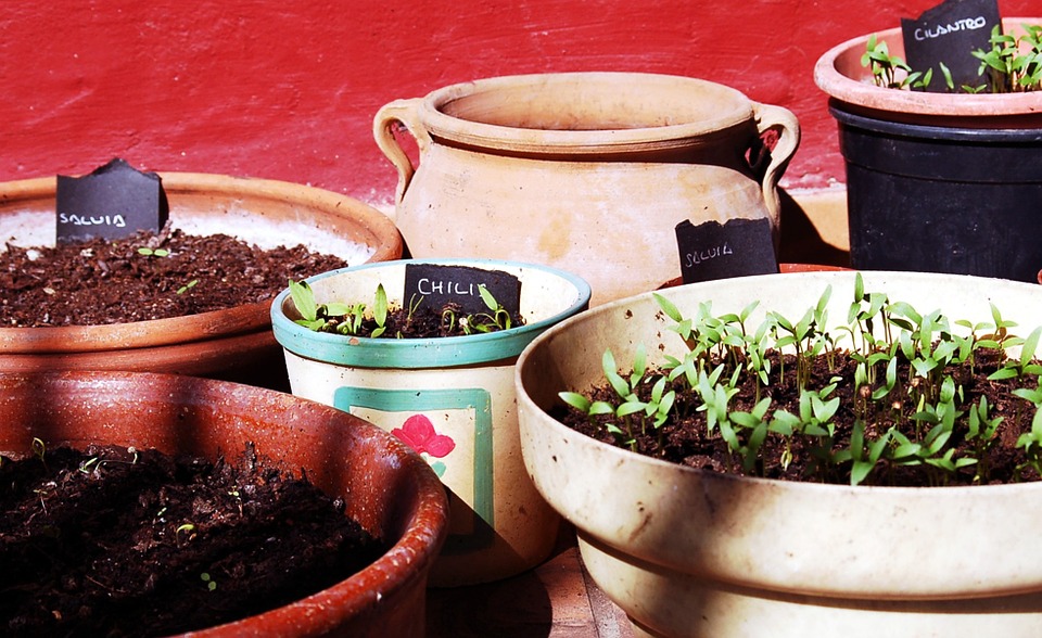 Las Plantas Medicinales Que Debe Tener En Su Casa Y Que